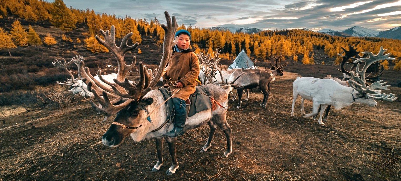 Tsaatan Reindeer in Flower Field